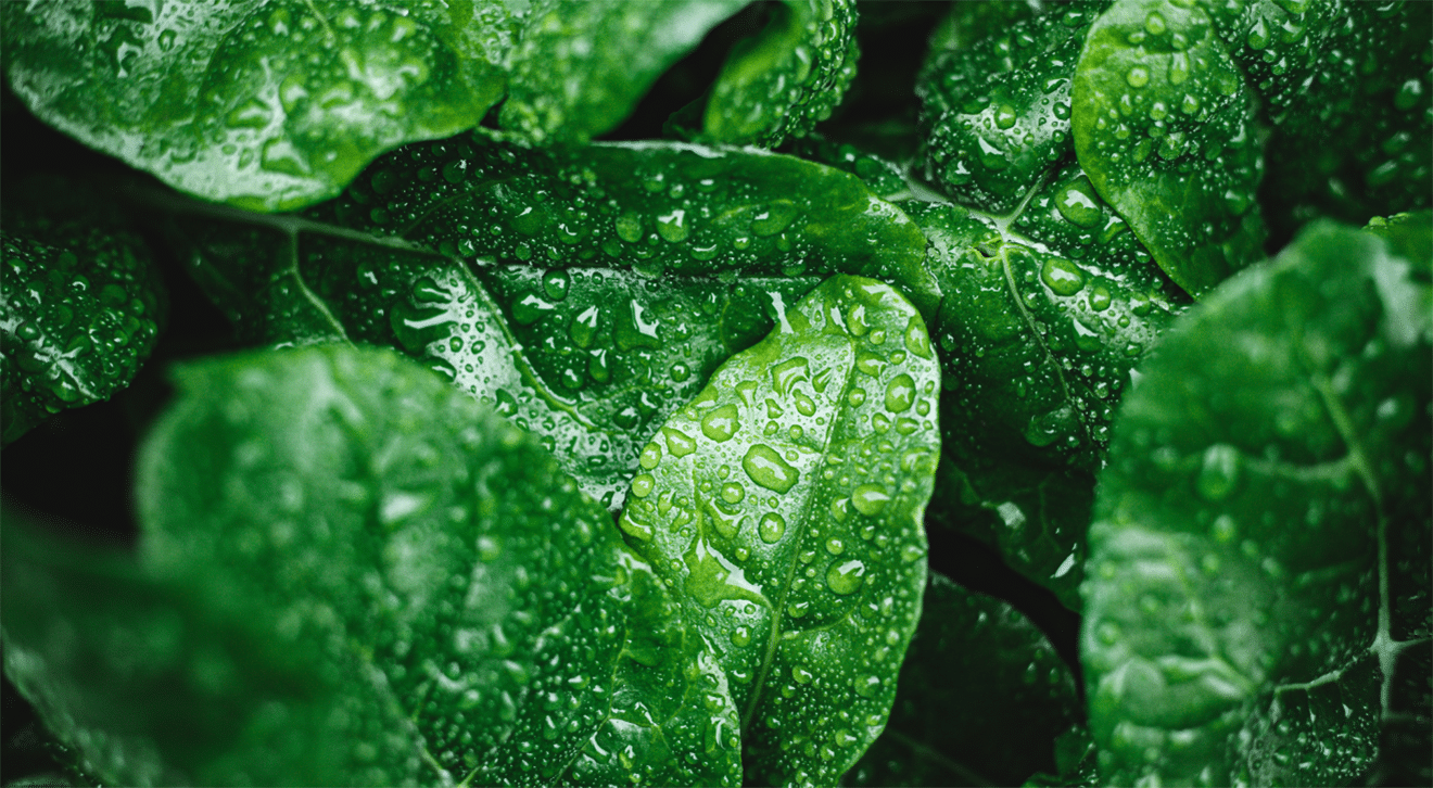 plant leaves with water on